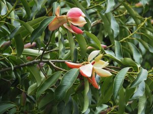 Magnolia (Manglietia) insignis