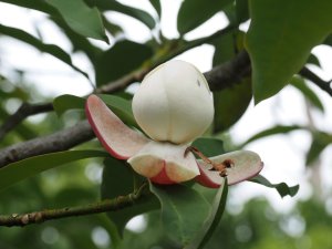 Magnolia sapaensis