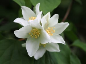 Philadelphus pekinensis
