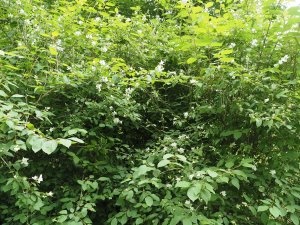 Philadelphus pekinensis