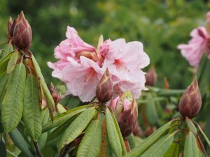 Rhododendron ‘Pink Polar Bear’