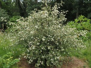Viburnum parvifolium