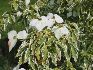 Cornus kousa ‘Wolf Eyes’