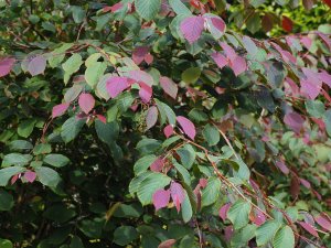 Corylopsis sinensis ‘Spring Purple’