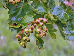 Crataegus wattiana