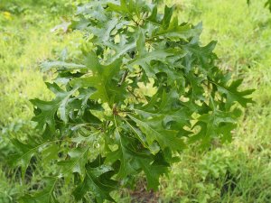 Quercus palustris ‘Flaming Suzy’