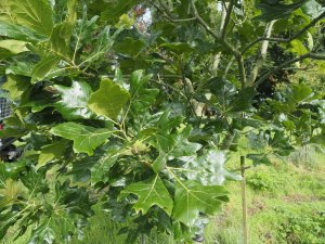 Quercus x bushii ‘Seattle Trident’