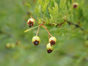 Crataegus ambigua