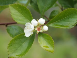Crataegus ashei