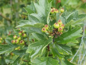 Crataegus chlorosarca
