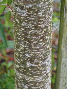 Prunus pilosiuscula