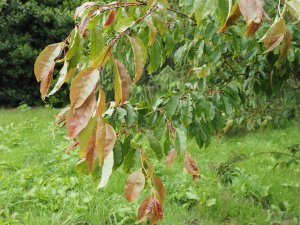Prunus pilosiuscula