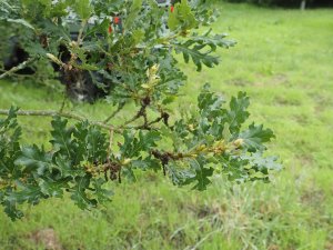 Quercus – label lost
