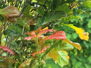 Quercus x warei ‘Chimney Fire’