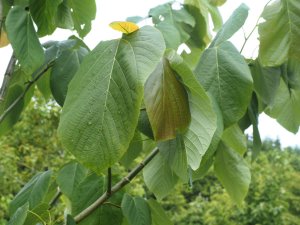 Tilia caroliniana subsp. heterophylla