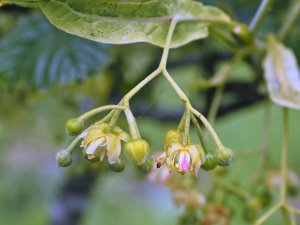 Tilia maximowicziana