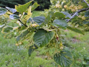 Tilia maximowicziana