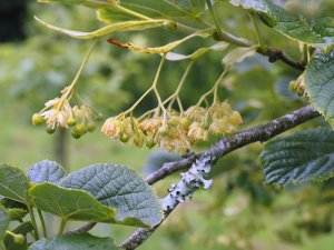 Tilia maximowicziana