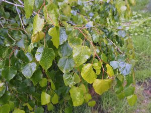 Tilia paucicostata