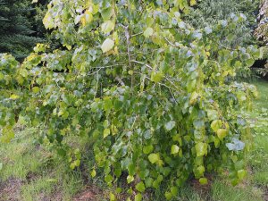 Tilia paucicostata