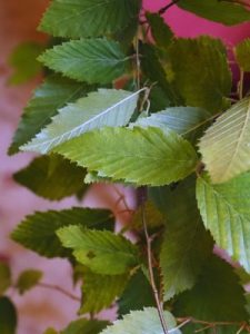 Tom’s Carpinus turczaninowii (SICH 220)