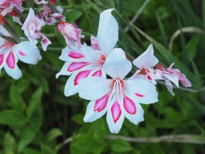 Gladiolus ‘Prins Claus’
