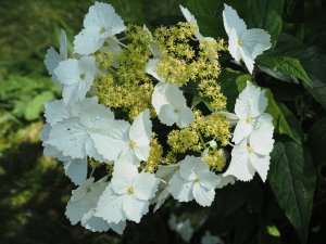 Hydrangea angustipetala f. macrosepala (CWJ 12441)