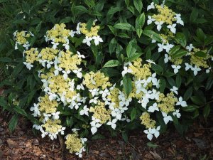 Hydrangea angustipetala f. macrosepala (CWJ 12441)