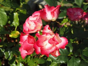 Rosa ‘Fairy Girl’