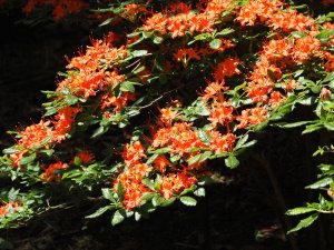 Azalea ‘Jane Fire’