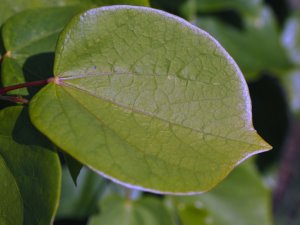 Cercis chingii