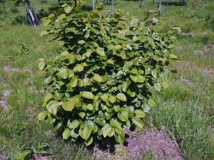 Cercis chingii