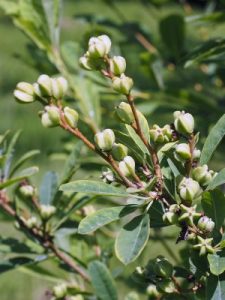Exochorda tianschanica