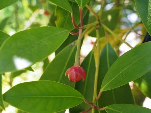 Illicium merrillianum (KWJ 12113)