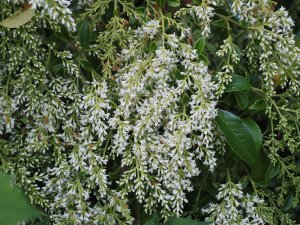 Ligustrum confusum