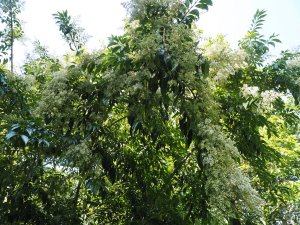 Ligustrum confusum