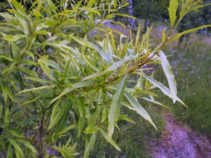 Lomatia fraseri