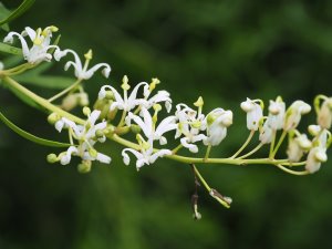 Lomatia tinctoria