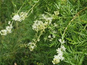 Lomatia tinctoria