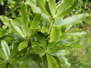 Rapaena salicina syn. Myrsine salicina