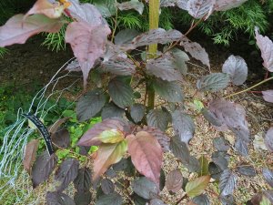 Stachyurus praecox ‘Devon Purple’