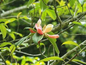 Manglietia insignis