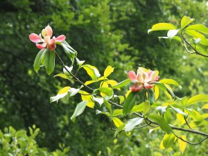 Manglietia insignis