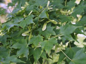 Acer lobulatum var. barbinerve (BSWJ 8806)