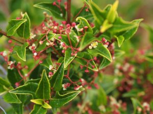 Euonymus echinatus