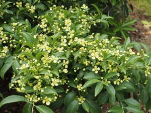 Euonymus morrisonensis
