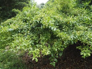 Euonymus morrisonensis