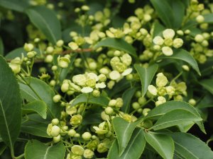 Euonymus morrisonensis