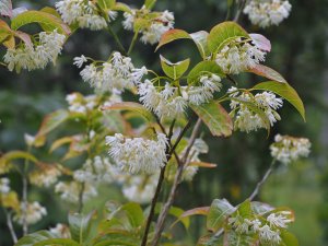 Huodendron tibeticum