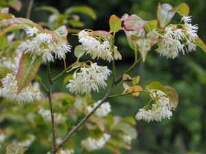 Huodendron tibeticum